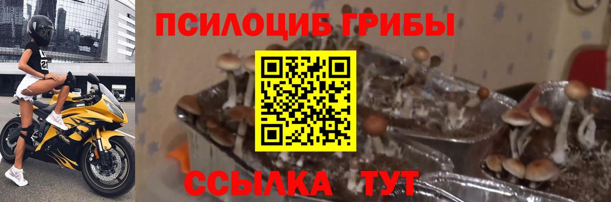 Галлюциногенные грибы GOLDEN TEACHER Мелеуз